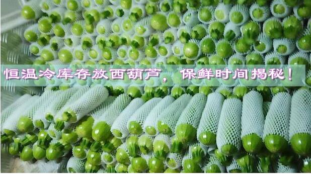 恒溫冷庫存放西葫蘆，保鮮時間揭秘!