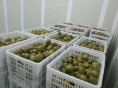 4000立方氣調冷庫安裝要多少錢？